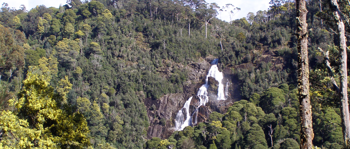 St Columba Falls - Waterfalls in Tasmania